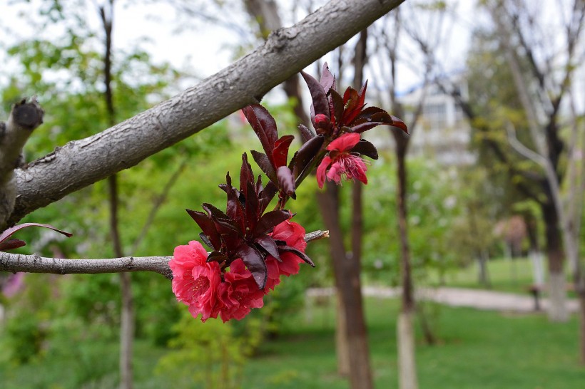 红色桃花图片