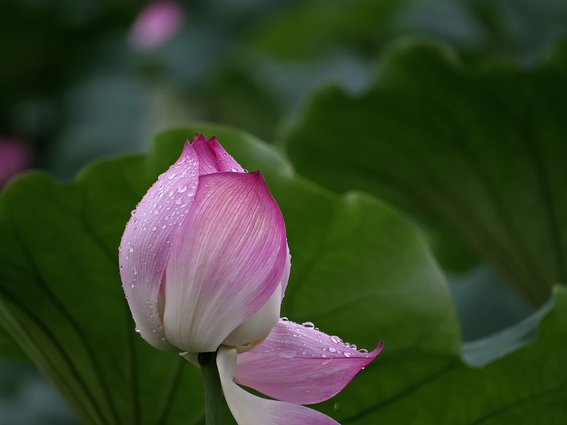 雨后荷花图片