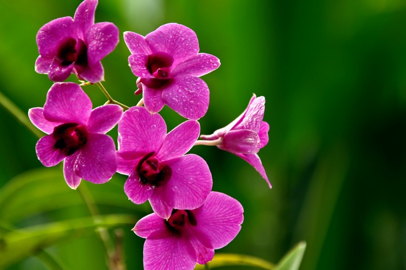 新加坡胡姬花（蘭花）花卉圖片