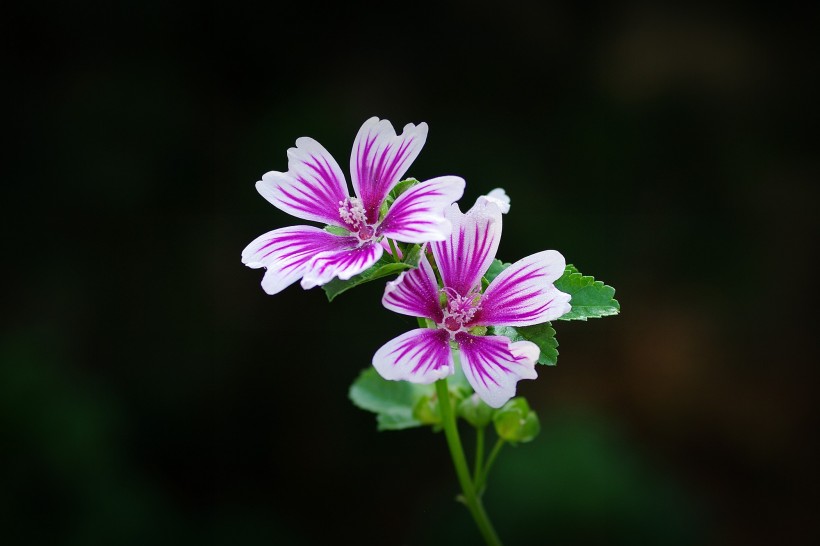 錦葵花圖片