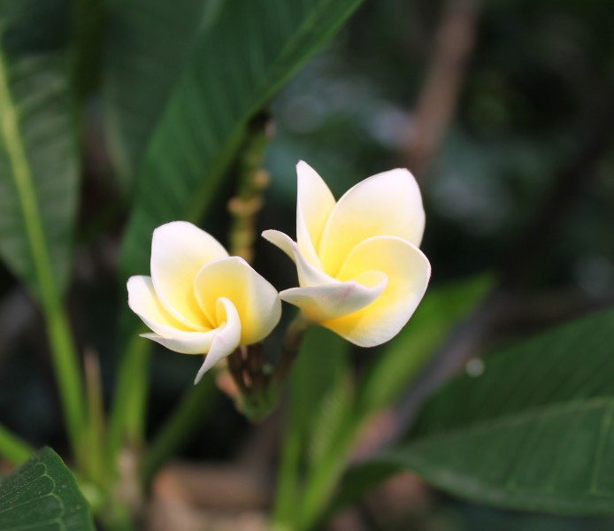 淡黄色的鸡蛋花图片