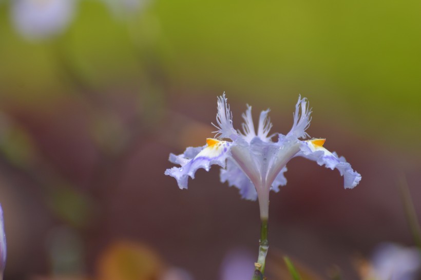 鸢尾花图片