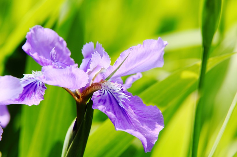 鳶尾花圖片