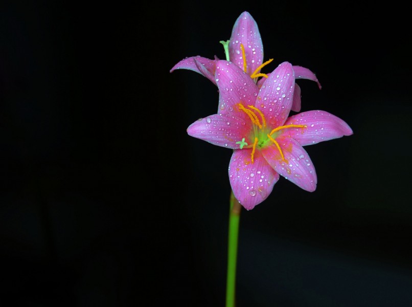 粉色帶露珠的百合花圖片