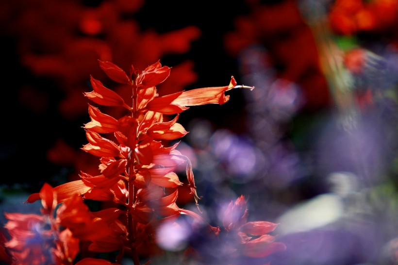 一串紅圖片