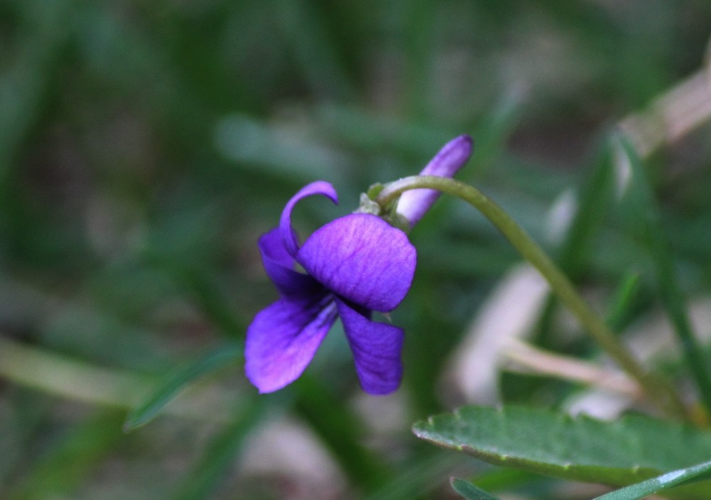 春花争艳紫色地丁花