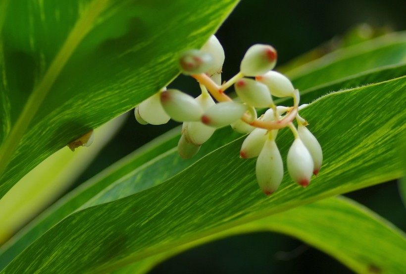 白蝴蝶合果芋图片