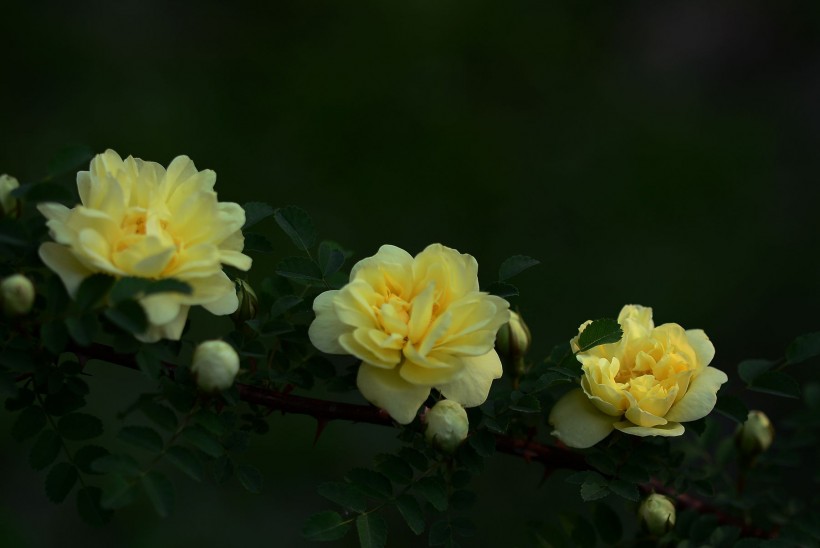 盛开的月季花图片