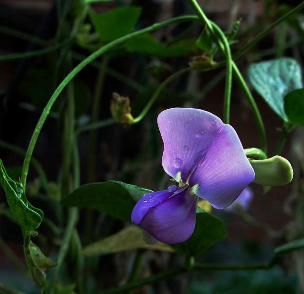 豆角花圖片