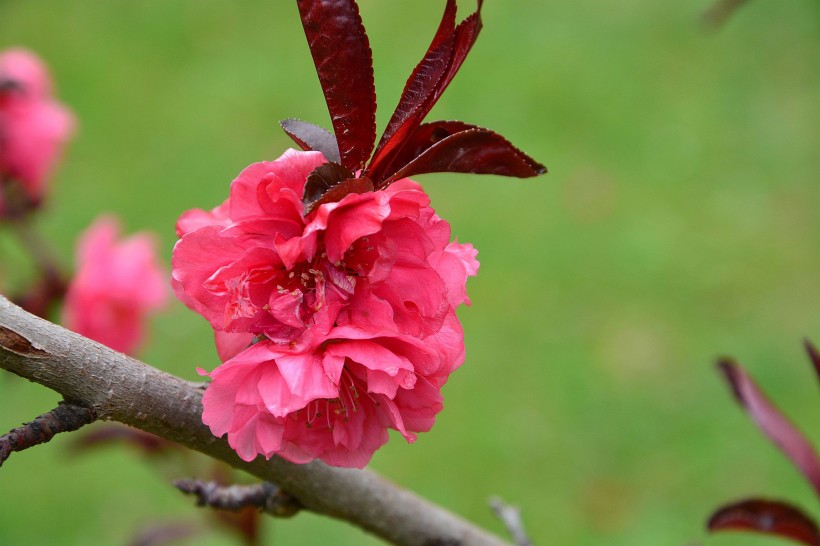 红色桃花图片