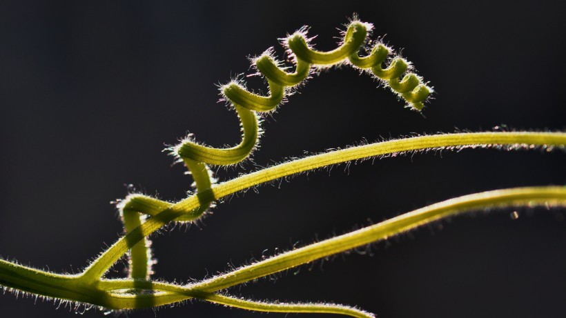 植物藤蔓图片