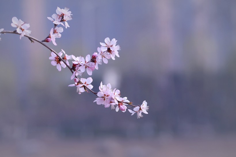 粉色山桃花图片