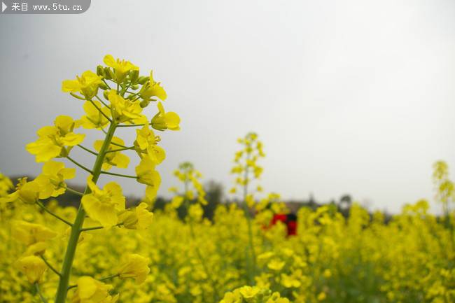 星星点点的油菜花特写图片