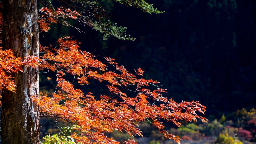 深秋紅葉圖片