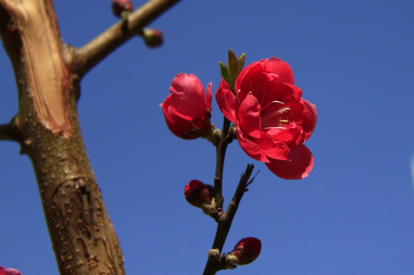 碧桃花图片