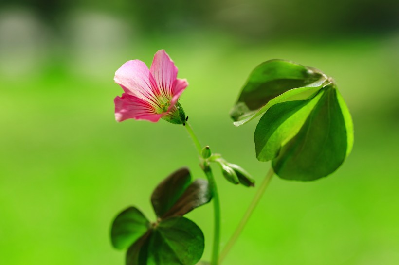 酢漿草花圖片