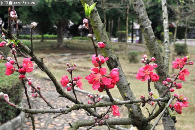 公园里好看的桃花图片