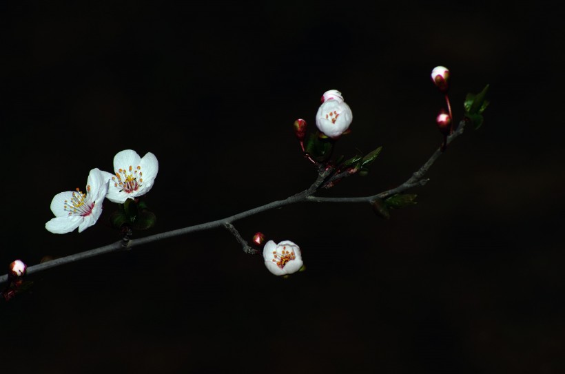 白色梅花图片