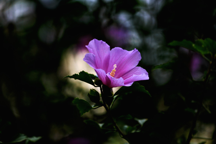 木槿花攝于南京