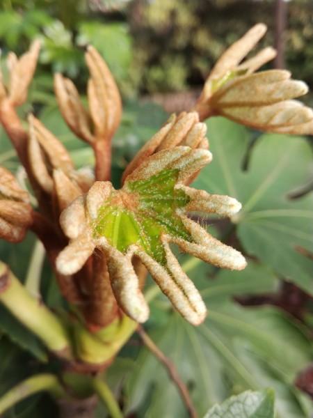 野外的植物圖片