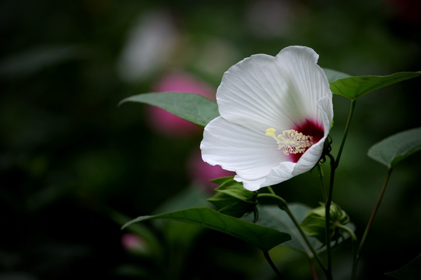 各種顏色的芙蓉花圖片