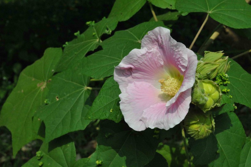 木芙蓉花朵图片