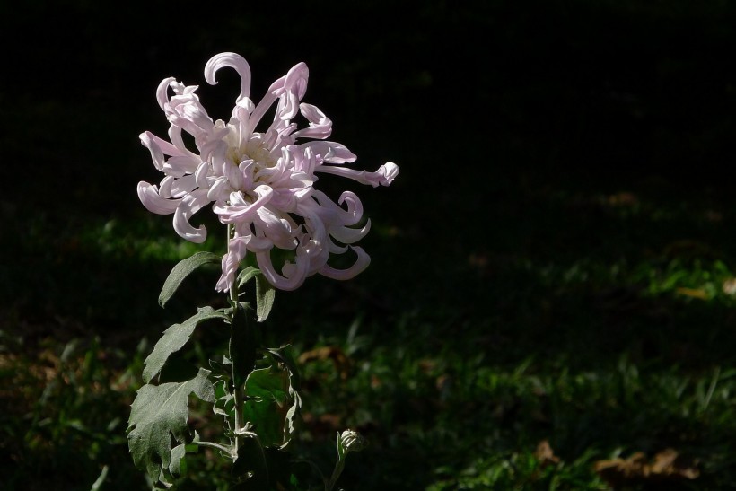 茂盛菊花圖片