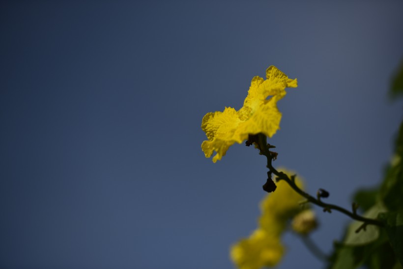 丝瓜花图片