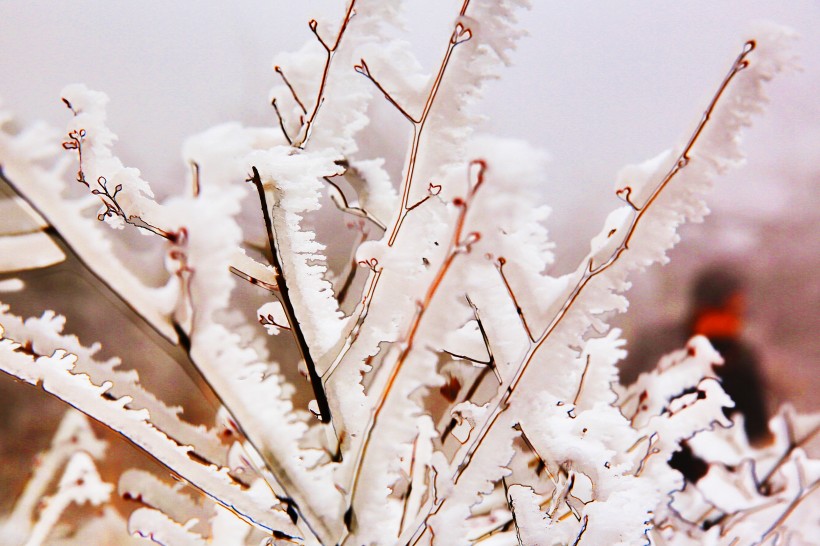 春天冰雪下坚强的嫩芽图片