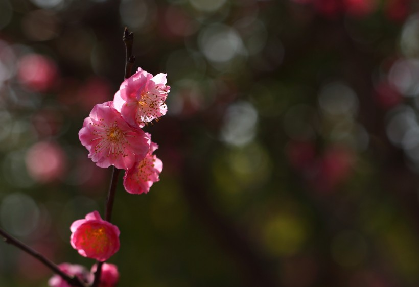 粉紅色梅花圖片