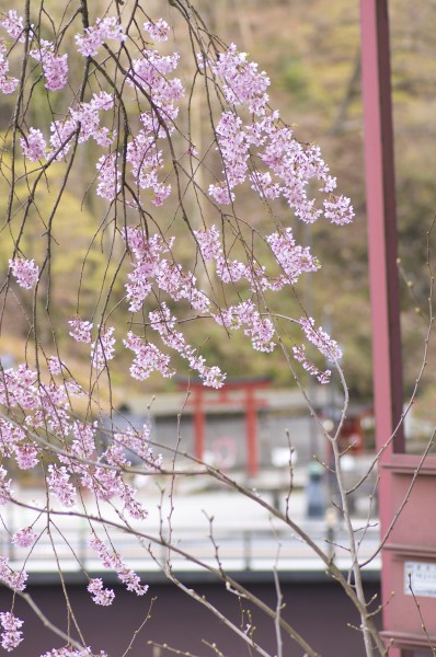 粉艳的樱花图片