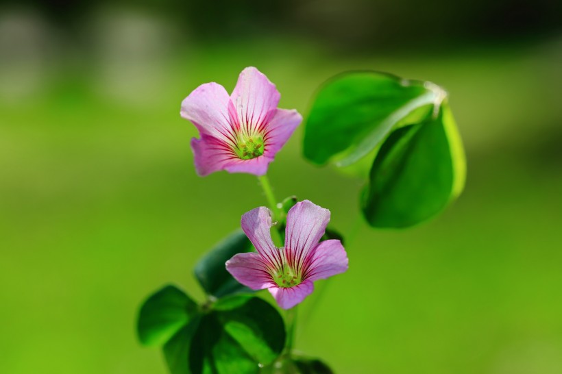 酢浆草花图片