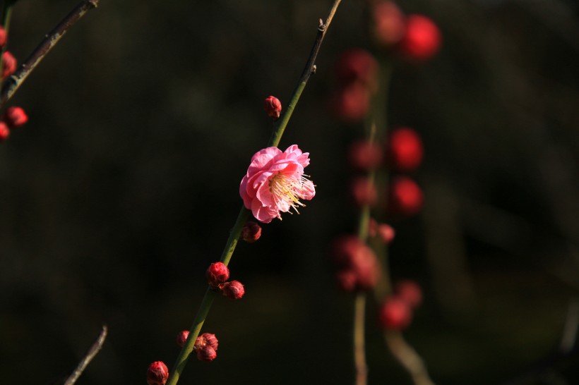 梅花图片