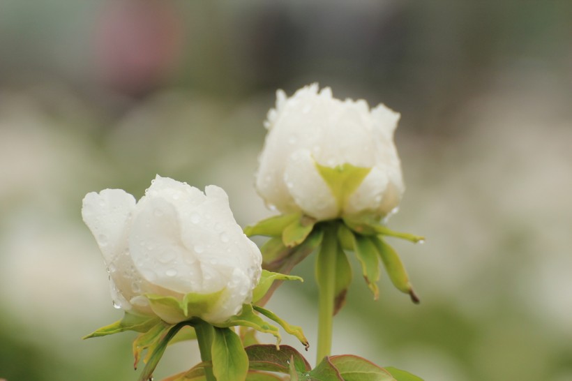 雨后牡丹花图片