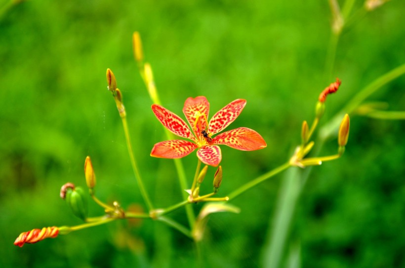 射干花图片