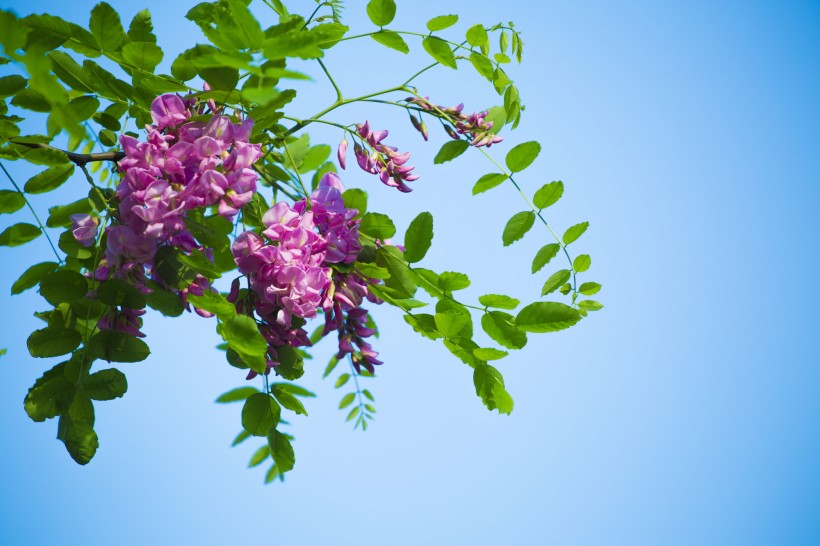 紫色香花槐圖片