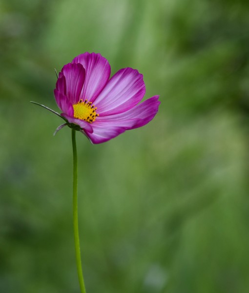 格桑花图片  