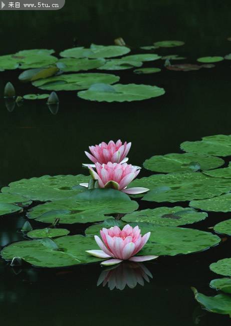 池中粉紅蓮花攝影圖片