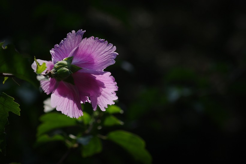 木槿花图片