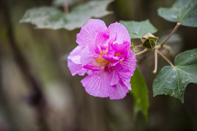 粉色木芙蓉圖片