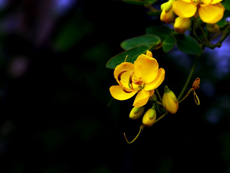 決明子花圖片