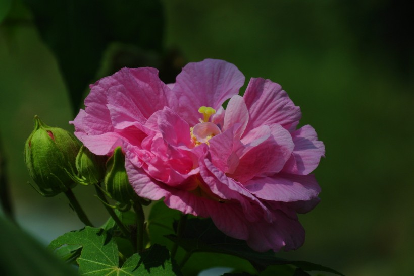 芙蓉花图片