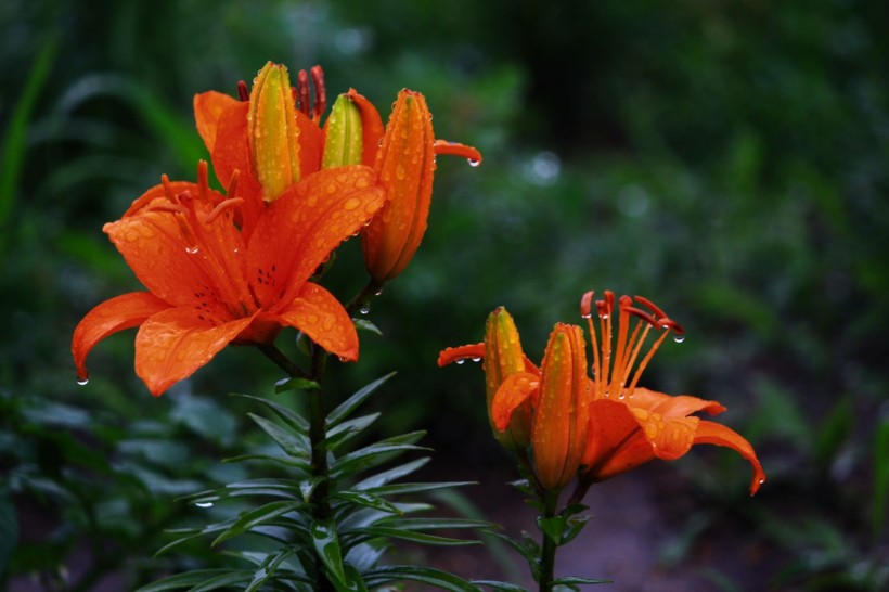 带露珠的百合花图片