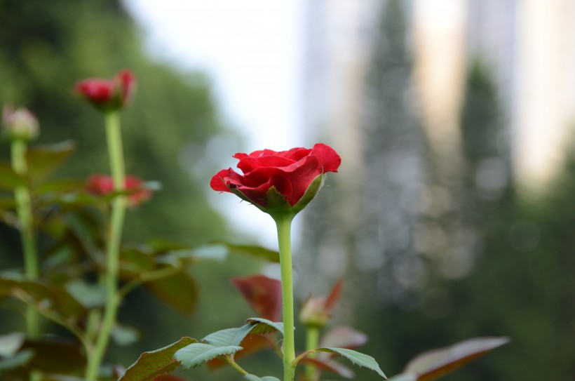 生命力旺盛的月季花图片