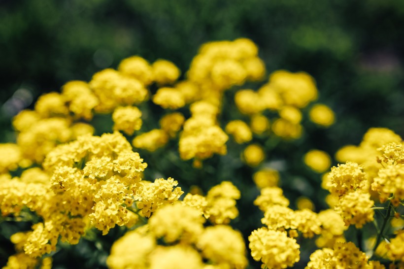 花田里的油菜花图片