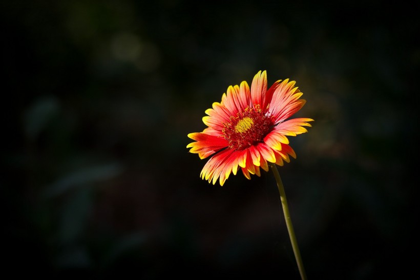 天人菊图片