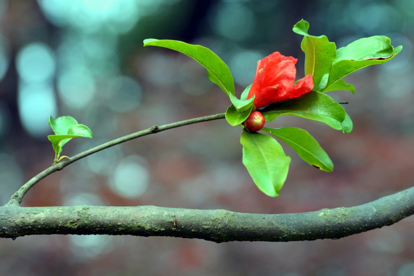 石榴花圖片