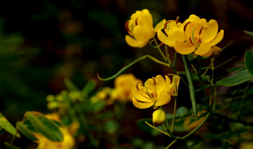 決明子花圖片