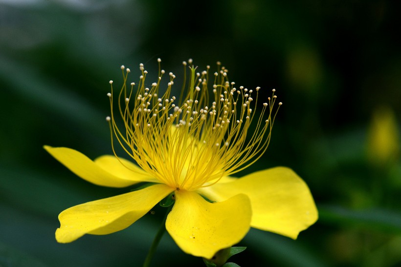 金絲桃花卉圖片