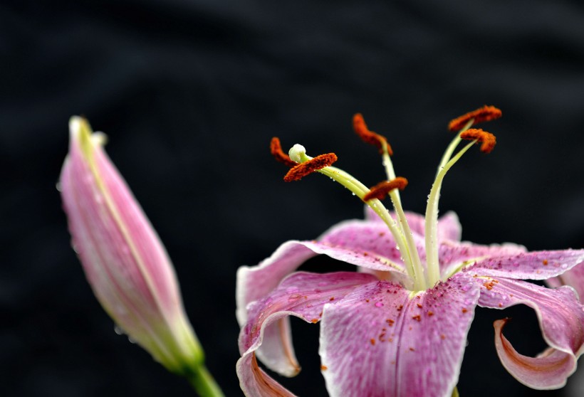 粉色百合花图片